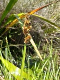 A photograph of the species Carex gracilescens, not of this specimen