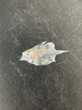 A photograph of the species Scophthalmus aquosus, not of this specimen