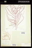 A photograph of the species Dasya elegans, not of this specimen