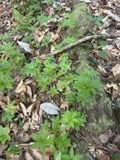 A photograph of the species Medeola virginiana, not of this specimen