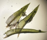 A photograph of the species Ceratodon purpureus, not of this specimen