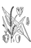 A photograph of the species Amaranthus cannabinus, not of this specimen