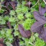 A photograph of the species Rhodobryum roseum, not of this specimen