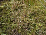 A photograph of the species Myosotis laxa, not of this specimen