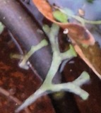 A photograph of the species Riccia fluitans, not of this specimen