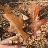 A photograph of the species Quercus velutina, not of this specimen
