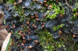 A photograph of the species Peltigera polydactylon, not of this specimen