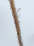A photograph of the species Anemone L., not of this specimen