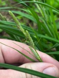 A photograph of the species Carex shortiana, not of this specimen