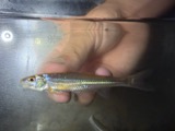 A photograph of the species Macrhybopsis storeriana, not of this specimen