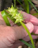 A photograph of the species Carex intumescens, not of this specimen