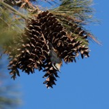 A photograph of the species Sitta canadensis, not of this specimen