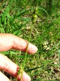 A photograph of the species Carex retroflexa, not of this specimen