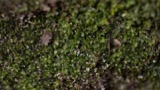 A photograph of the species Solenostoma crenuliforme, not of this specimen