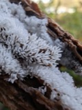 A photograph of the species Ceratiomyxa fruticulosa, not of this specimen
