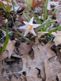 A photograph of the species Erythronium albidum, not of this specimen