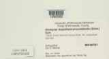 A photograph of the species Uromyces lespedezae-procumbentis, not of this specimen