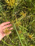 A photograph of the species Cyperus strigosus, not of this specimen