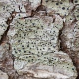 A photograph of the species Bacidia schweinitzii, not of this specimen