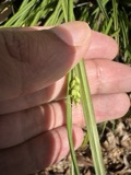 A photograph of the species Carex digitalis, not of this specimen