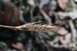 A photograph of the species Elymus virginicus, not of this specimen