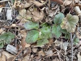 A photograph of the species Fragaria virginiana, not of this specimen
