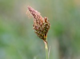 A photograph of the species Carex caryophyllea, not of this specimen
