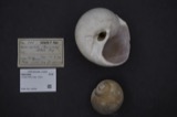 A photograph of the species Lunatia heros, not of this specimen