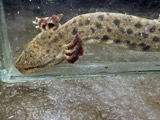 A photograph of the species Necturus maculosus, not of this specimen