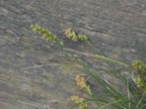 A photograph of the species Carex spicata, not of this specimen