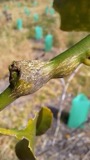A photograph of the species Bruchophagus Ashmead, not of this specimen