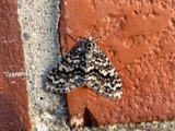 A photograph of the species Cladara atroliturata, not of this specimen