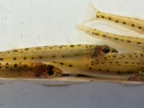 A photograph of the species Ammocrypta pellucida, not of this specimen