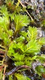 A photograph of the species Fissidens adianthoides, not of this specimen