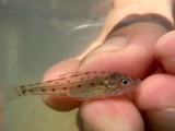 A photograph of the species Percopsis omiscomaycus, not of this specimen
