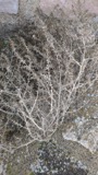 A photograph of the species Salsola kali, not of this specimen