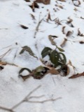 A photograph of the species Gaultheria procumbens, not of this specimen