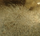 A photograph of the species Actinothoe modesta, not of this specimen