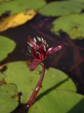 A photograph of the species Brasenia schreberi, not of this specimen