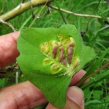 A photograph of the species Albugo ipomoeae-panduratae, not of this specimen