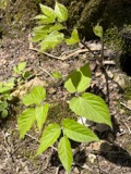 A photograph of the species Aralia racemosa, not of this specimen