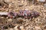 A photograph of the species Lampropeltis triangulum, not of this specimen