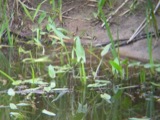 A photograph of the species Sagittaria sagittifolia, not of this specimen