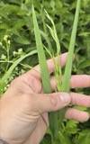 A photograph of the species Bromus latiglumis, not of this specimen