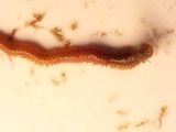 A photograph of the species Nereis pelagica, not of this specimen