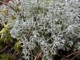 A photograph of the species Cladonia rangiferina, not of this specimen