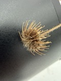 A photograph of the species Geum urbanum, not of this specimen