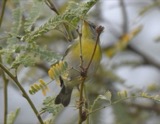 A photograph of the species Setophaga americana, not of this specimen