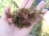 A photograph of the species Utricularia vulgaris, not of this specimen