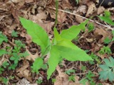 A photograph of the species Asclepias exaltata, not of this specimen